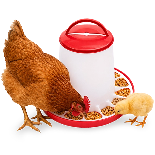 https://backend.deschamps.md/storage/product-primary-images/Pultry-Feeder-W3-deschamps-main-69fd9e1d60e6c.webp